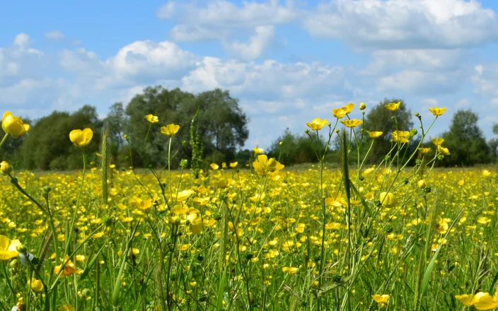 Free Online Allergy Awareness Courses